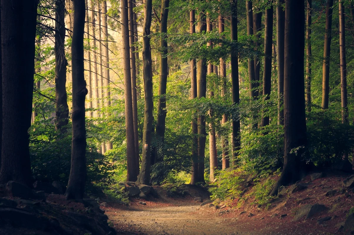 A quiet path through trees at dusk.